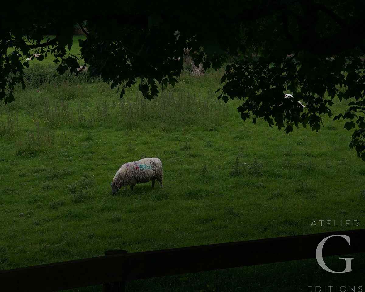 marked sheep grazing in pasture of Rock of Cashel