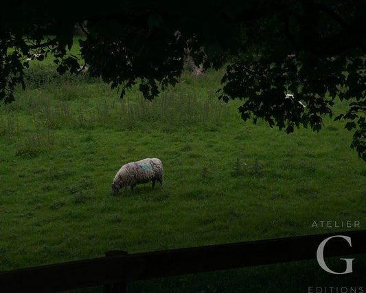 Pastures of Cashel Digital Download